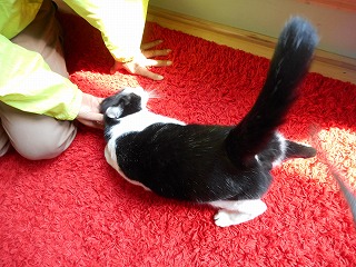 paw 057 paw 057